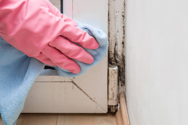 Best Mold Odor Removal Services  in Jacksonville, NC